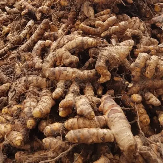 Bột nghệ nguyên Chất Đồng Tâm Chế Biến Đồ Ăn - Bột nghệ gia vị