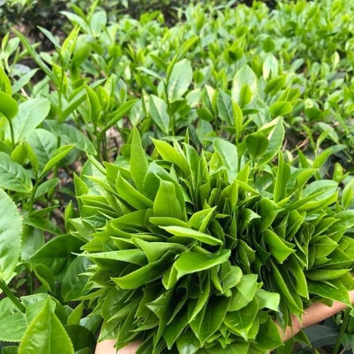 Trà long vân đặc sản giá 500 k/1 kg trà 4