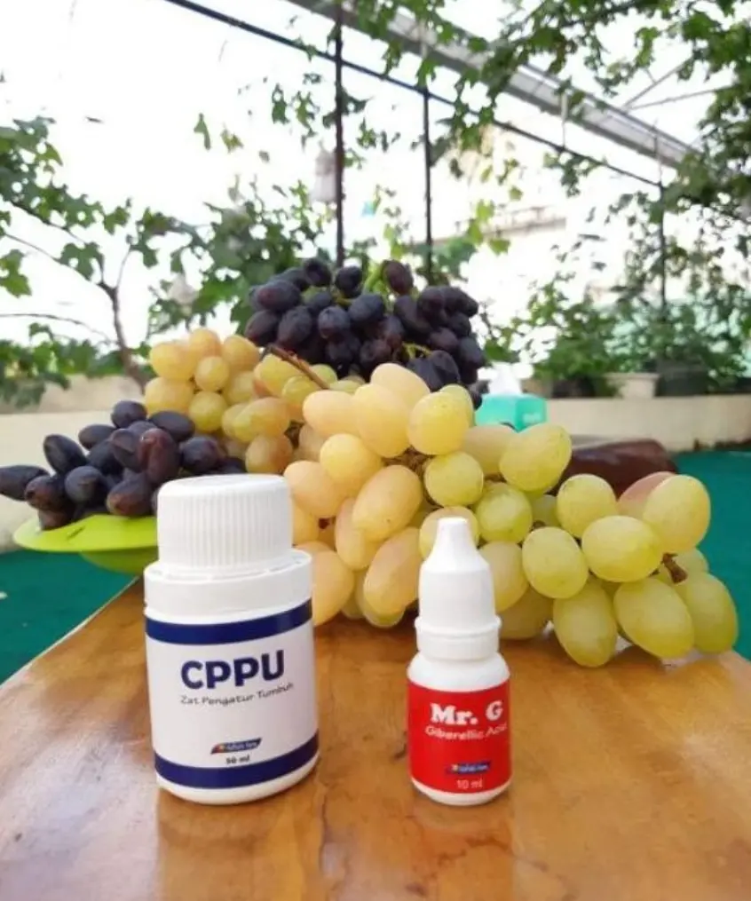 CPPU & MR.G ZPT UNTUK MEMPERBESAR BUAH ANGGUR Tanaman Bunga