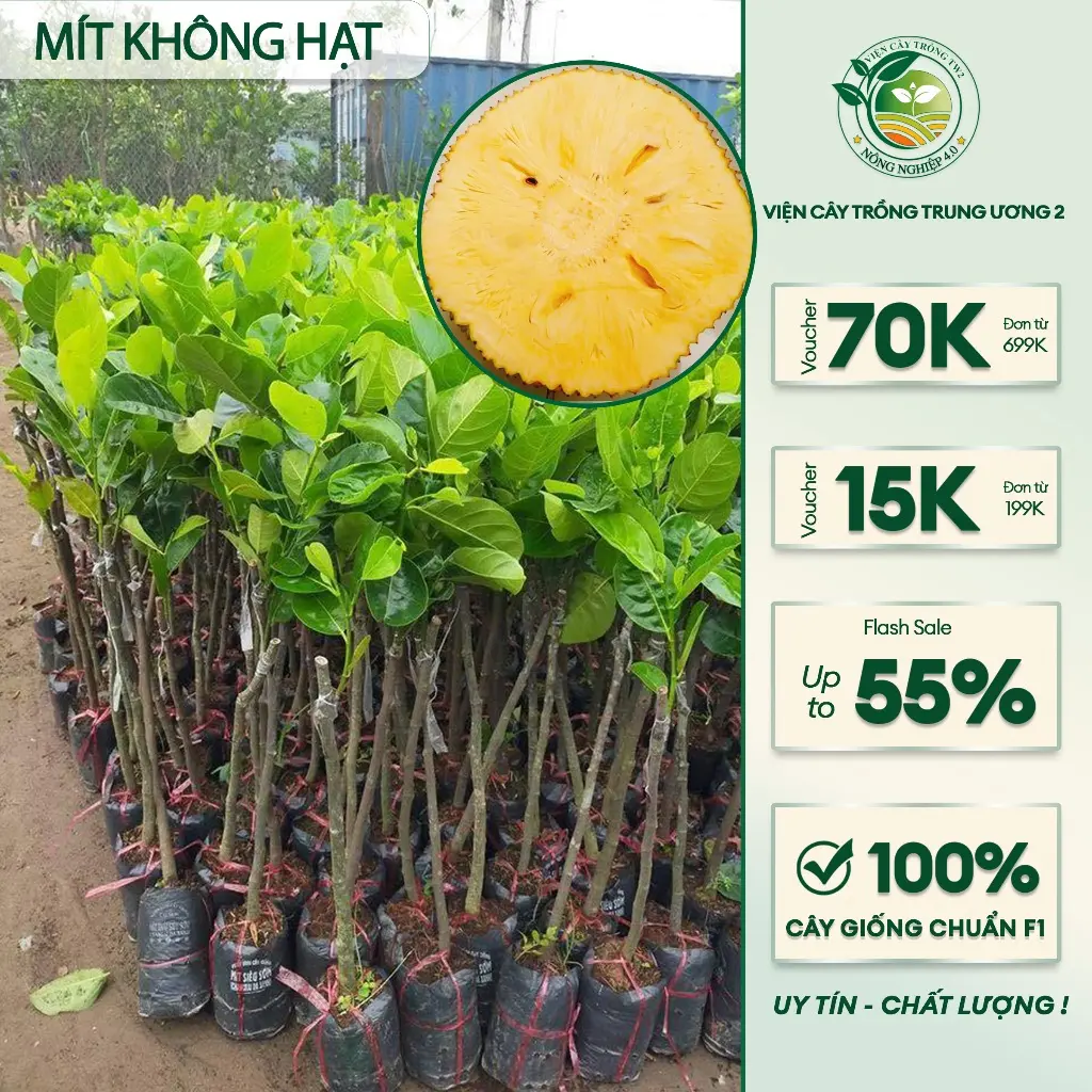 Cây giống Mít Không hạt CAM KẾT CHUẨN GIỐNG, Giống Cây Chuẩn Nông Nghiệp Việt