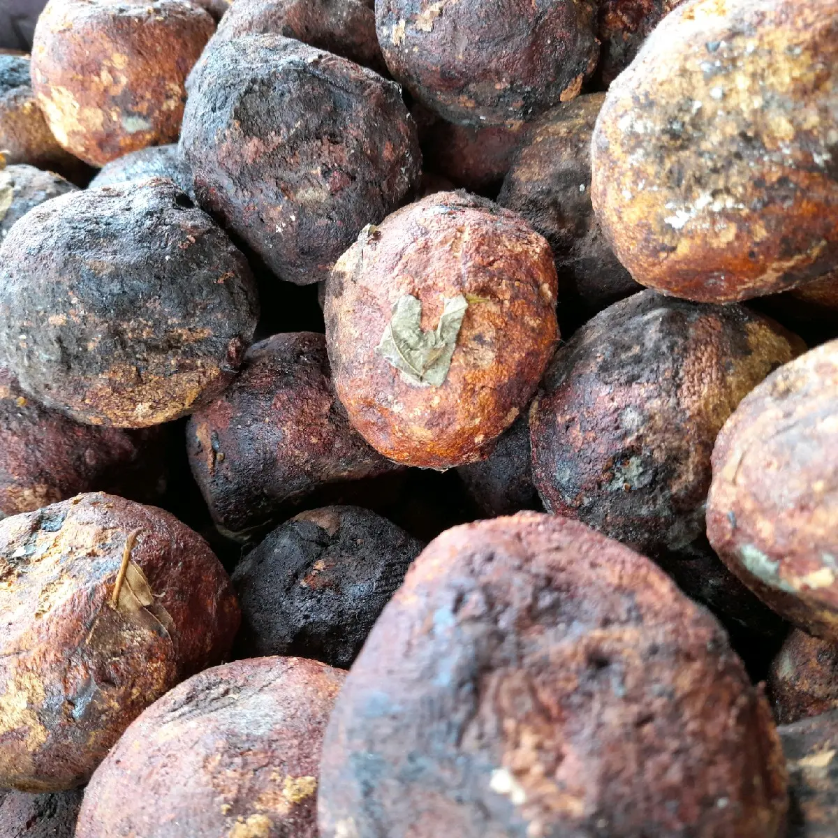 Getah gambir asli 1 buah rempah kering rempah herbal