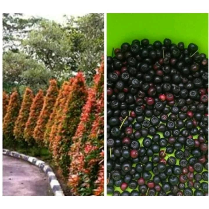 20 BUTIR BENIH TANAMAN PUCUK MERAH (sudah dikupas,siap tanam) 3