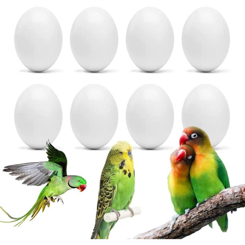 Budgie bird eggs best sale