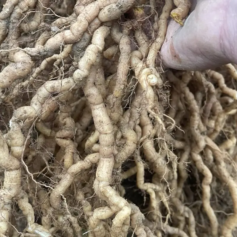 Trà thảo dược Rễ ba kích tím 1kg hàng tươi chưa sơ chế