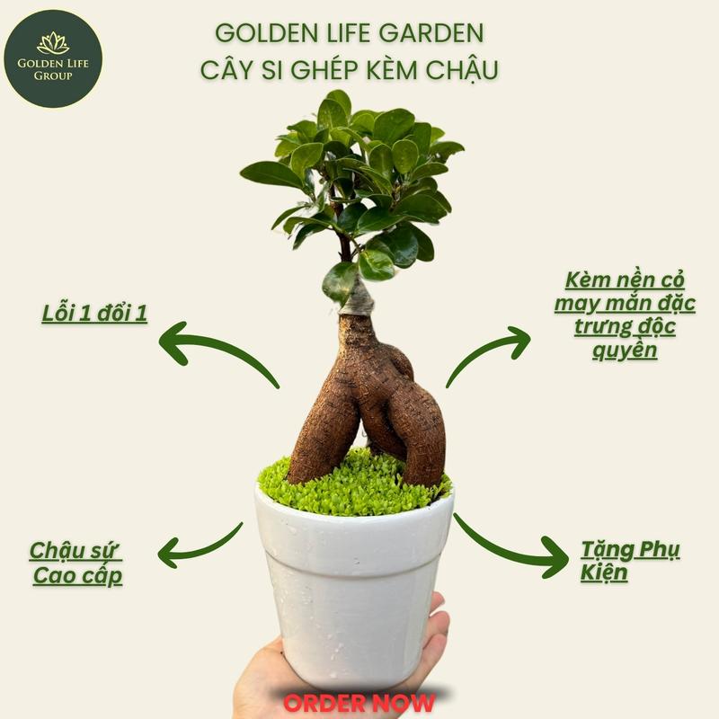 Lỗi 1 Đổi 1 Cây si ghép kèm chậu decor phòng cây kiểng mini cây phong thuỷ để bàn - giao chậu ngẫu nhiên - cây decor nhà Trang Trí Nhà bonsai dángđẹp bonsai trần