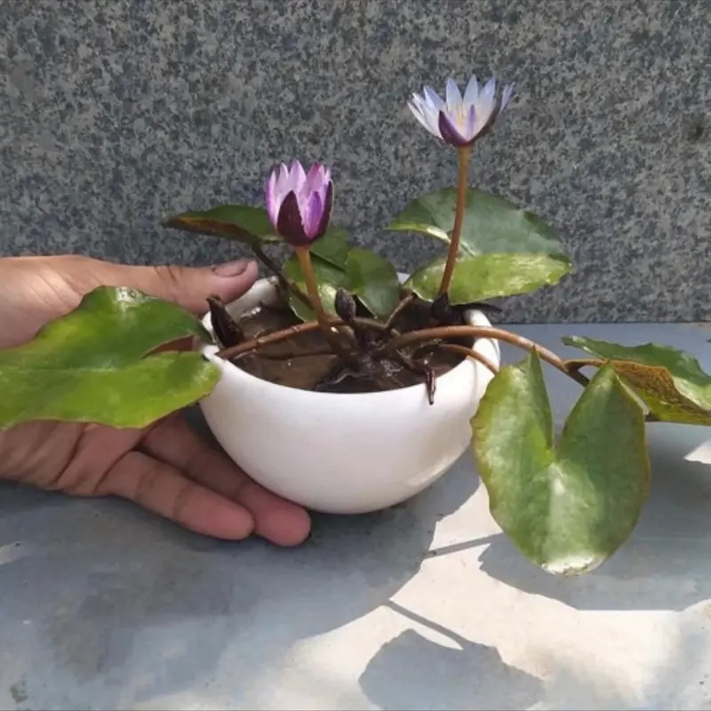 Cây hoa s.ú.ng thái mini sẳn hoa 1
