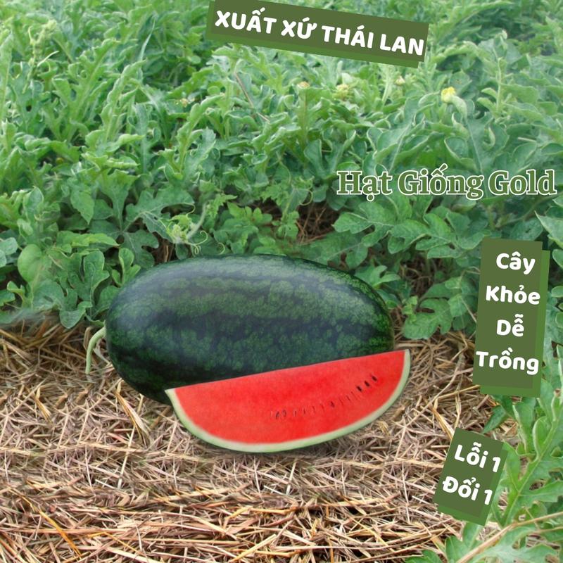  Hạt giống dưa hấu Thái Lan quả to dài ruột đỏ vỏ xanh đậm thịt chắc ngọt cây to khỏe hạt dưa hấu F1 Hạt giống Gold 