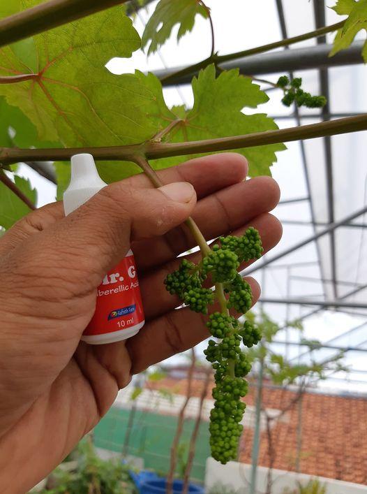 Product Introduction of Hormon GA3 Mr. G untuk Tanaman Anggur - Pembesar Buah Anggur dan Giberlin Bunga - Brokoli, Food, Saus, Selai, Frozen, Tulang, Air, Berry, Etawa, Keranjang 1