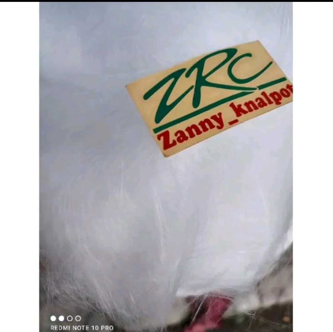Glaswool Rambut Nenek ZRC