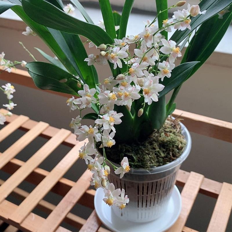 11/14cm Mesh Pot Root Control Transparent Flowerpot For Orchid Flower Breathable Growth Container Garden Plastic Flower Pot 6