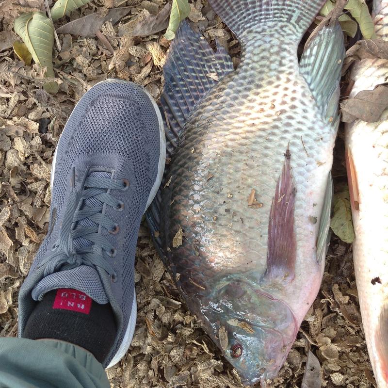 hạt sả rô phi vị gan chuyên dùng xả ổ câu cá rô phi siêu quấn ổ Đi Câu Bắt Cá Fishing Fish 2