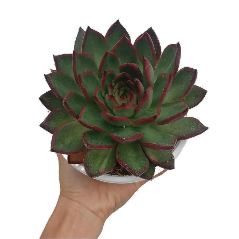 Cây Sen đá size To đồng giá 35k