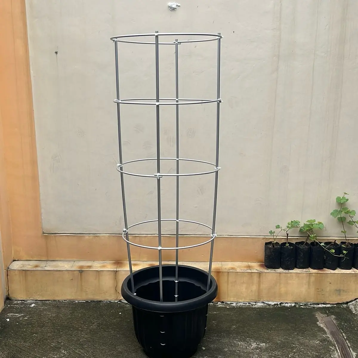 RAMBATAN ANGGUR MELINGKAR 150cm, TAMAN ANGGUR PONJAY