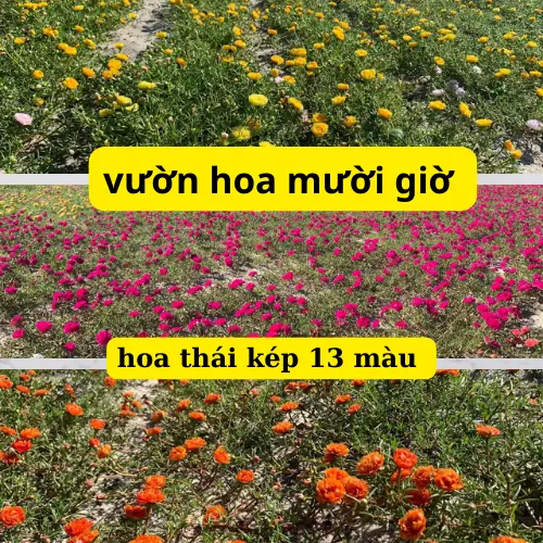 hoa mười giờ thái kép 12 màu khác nhau. cây dễ phát triển nhiều màu hoa 1