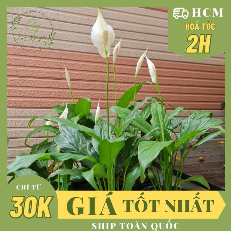CÂY LAN Ý SIÊU BÔNG, (cao 20cm), Hoa giống, dễ trồng GIÁ RẺ, nở quanh năm, Cây Tươi Nguyên CTN0810