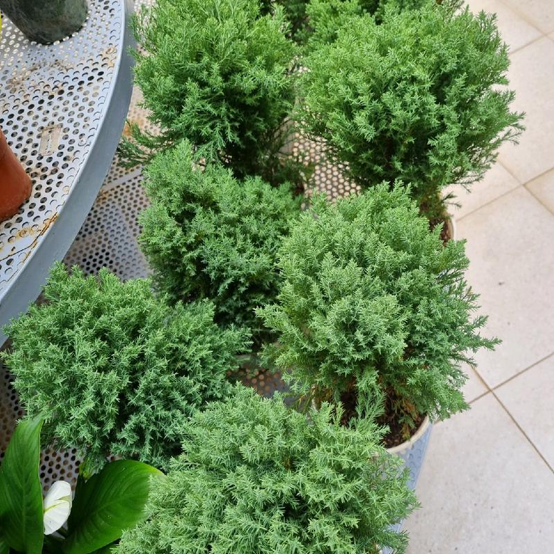 Cây tùng bồng lai - cây cảnh để bàn   Decor 5