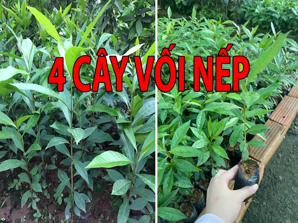 Combo 4 Cây Vối Nếp - Lá dùng pha nước uống như trà (Lỗi 1 đổi 1)
