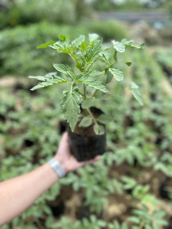 Kamatis / Tomato Plant (Not Seed) for Indoor and Outdoor Plant - TikTok ...