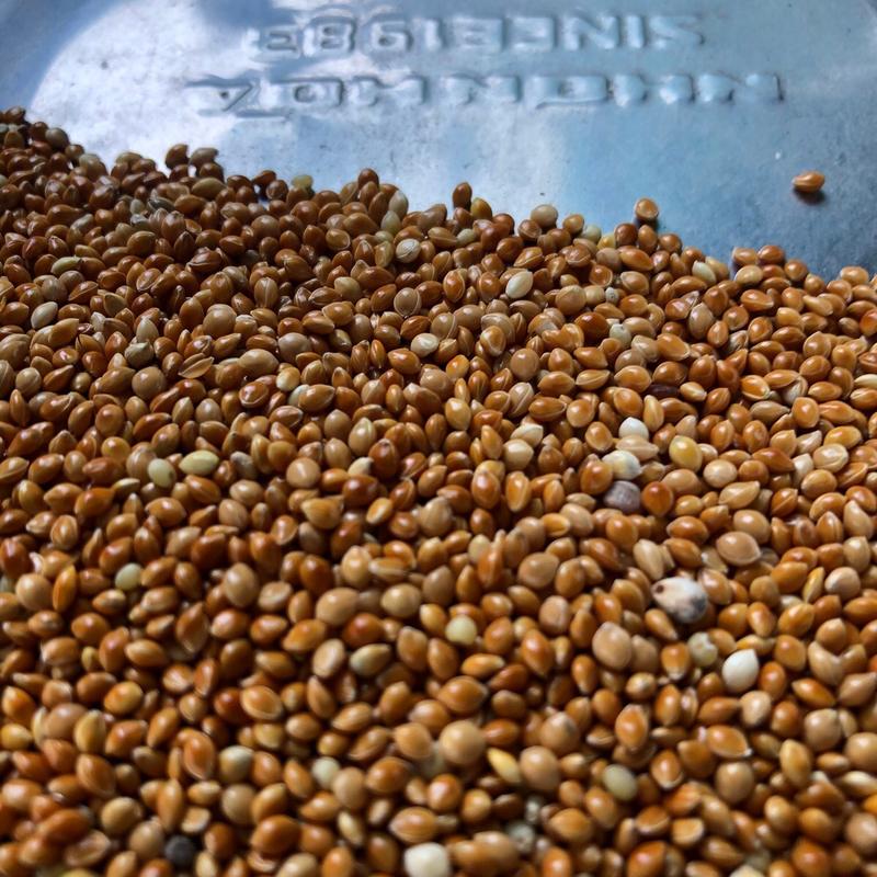 5 kg hạt kê đỏ lớn to bóng cho chim cảnh, yên phụng, manh manh