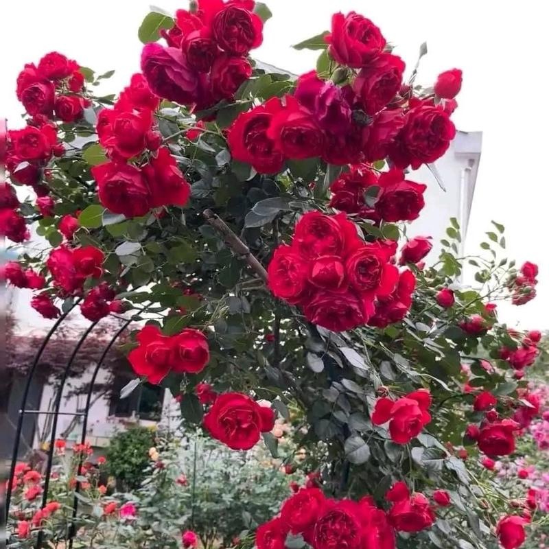 COMBO GỐC GIỐNG HOA HỒNG LEO PHÁP NHIỀU MÀU ( 5 GỐC , 10 GỐC ,20 GỐC ) cây