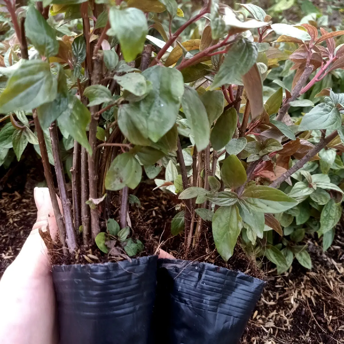 CÂY GIỐNG, CÂY DÒI THÂN TÍM (CÂY BỌ MẮM) HỖ TRỢ PHỔI