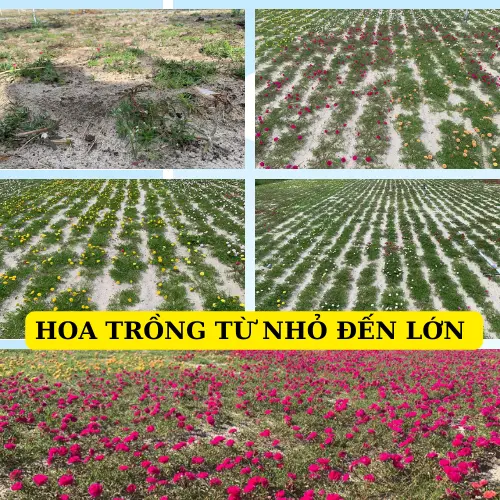 hoa mười giờ thái kép 12 màu khác nhau. cây dễ phát triển nhiều màu hoa 4