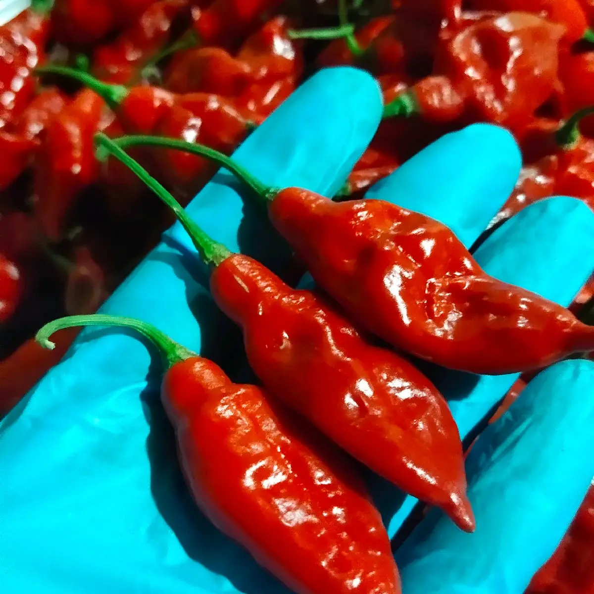 Marusot Siling Demonyo Pepper Seeds 10 Seeds/Pack- Super Hot Capsicum ...