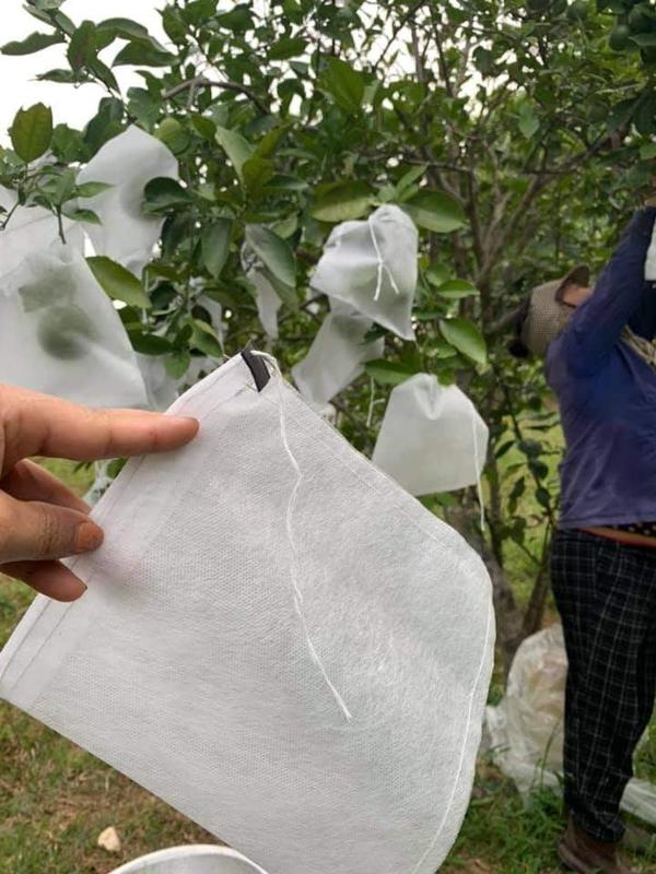 TÚI 18*20cm Bao Bọc ổi .Sung Mỹ.Mận .Cam,Táo,Hồng Xiêm,Roi.vvv..TÚI BAO BỌC TRÁI CÂY