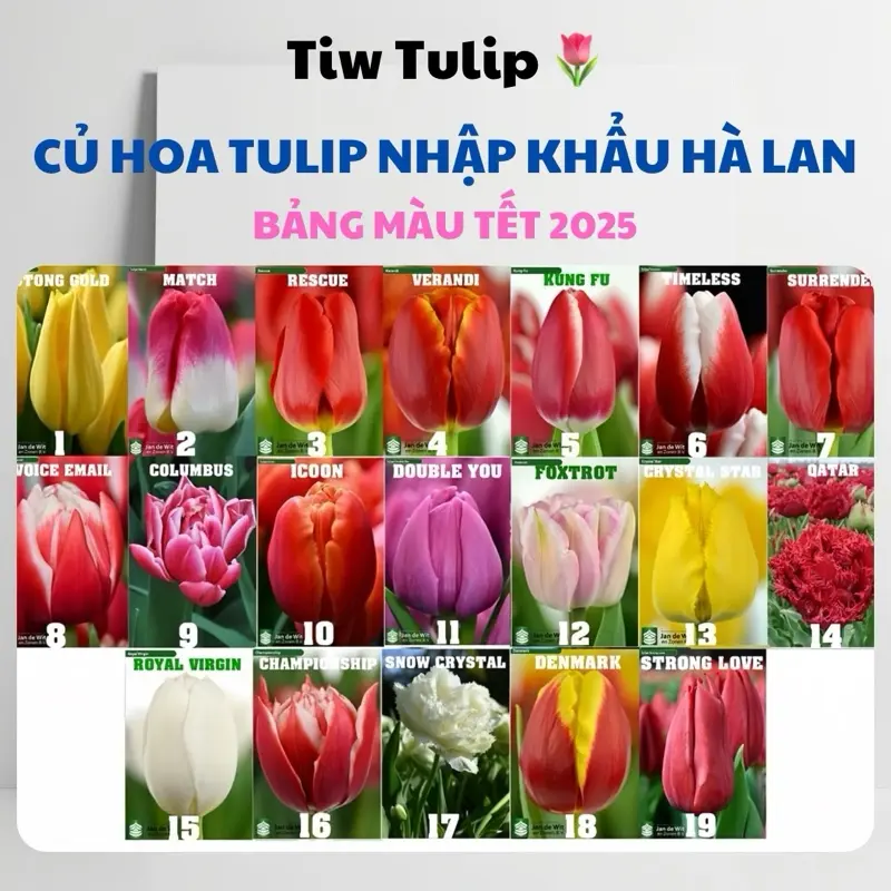 Củ giống hoa Tulip nhập khẩu Hà Lan [ Tặng kèm sơ dừa + Gói ngâm củ trị nấm mốc ]