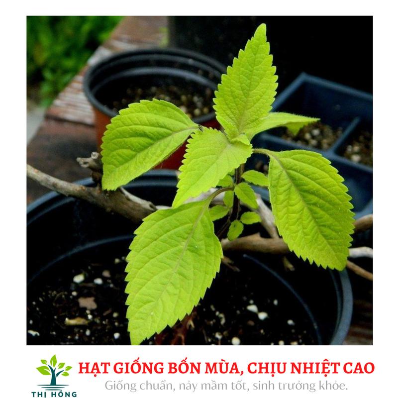 Hạt giống rau kinh giới (mùi thơm dễ chịu, màu xanh, có lông nhám) 4