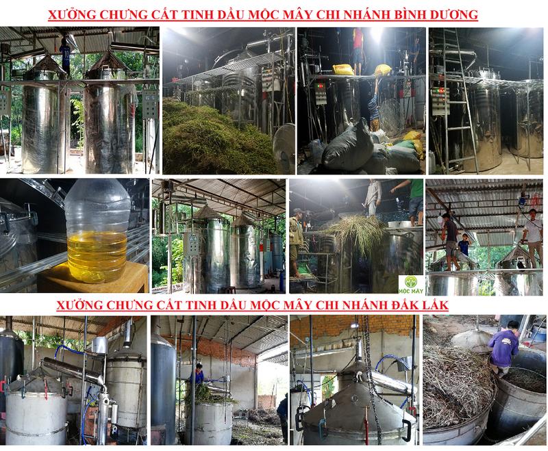 Tinh dầu Trầm Hương Mộc Mây, xông phòng, thơm phòng, thư giản, đuổi muỗi, khử khuẩn, giảm stress, giải cảm, tăng cường sức đề kháng 8