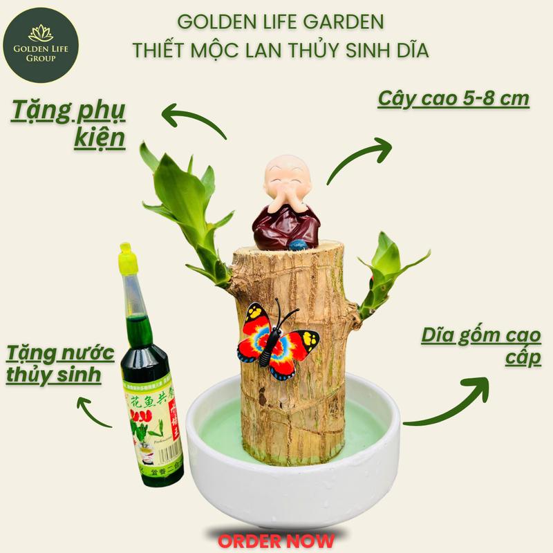 [Mẫu Mới] Thiết Mộc Lan Trồng Thuỷ Sinh tặng kèm nước thuỷ sinh ra mầm nhanh chóng bảo hành 1-1 nếu có lỗi decor nhà  Trang Trí Nhà cây thủy canh