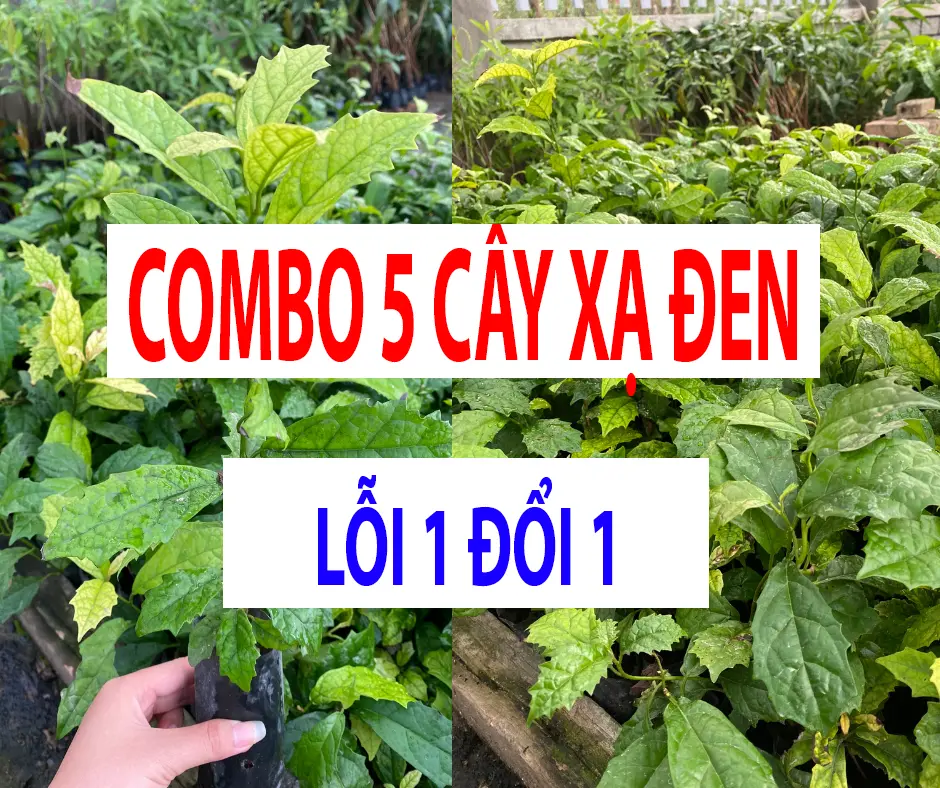 Combo 5 Cây giống Xạ Đen Hòa Bình (LỖI 1 ĐỔI 1)