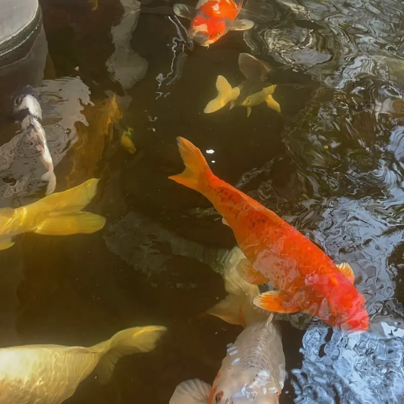 Thức Ăn Cá Koi KIBAKOI 2 - Tăng Màu, Tăng Size - 5kg 4