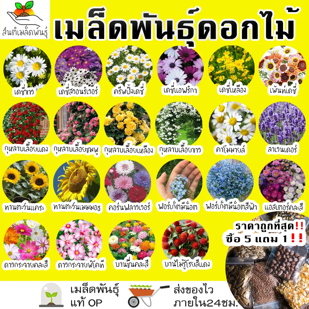 เมล็ดพันธุ์ รวม ชุด ดอกไม้ ปลูกง่าย โตไว เดซี่ขาว/ทานตะวันแคระ/คาโมมายล์/ลาเวนเดอร์/กุหลาบเลื้อย/ฟอร์เก็ตมีน็อต