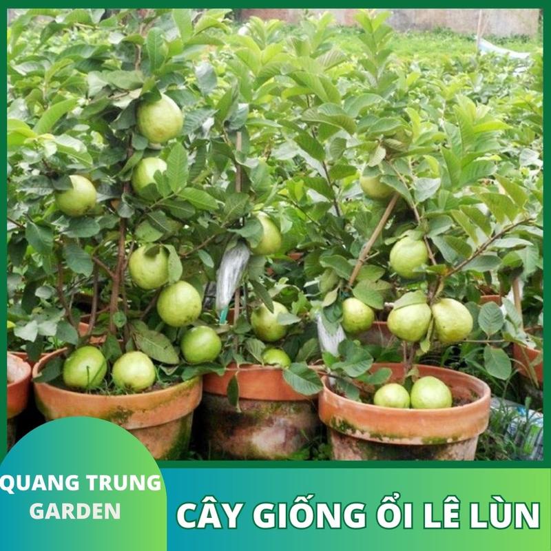 Cây giống ổi lê lùn siêu trái, cây giống ổi lê sẵn nụ hoa, cây ăn trái trồng chậu cây  ăn