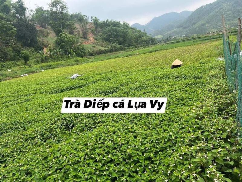 Product Introduction of (Gửi thêm 15 túi trà) 2 gói trà diếp cá Lụa Vy gói 40 túi lọc đặc sản Lạng Sơn (chính hãng) 2
