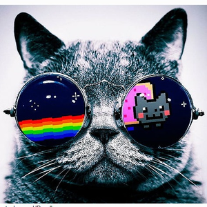 Phụ Kiện Mèo Con Store