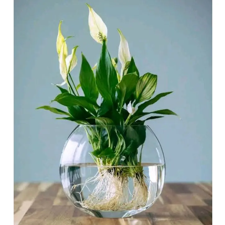( BISA COD ) Tanaman Hias Peace Lily Spathifyllum Bisa Hidup Di Air Bunga Hias SpatuFillum Peace Lili Tanaman Hidup Spatufilum Bunga Putih Media Plastik Pot Jam Filter Bell