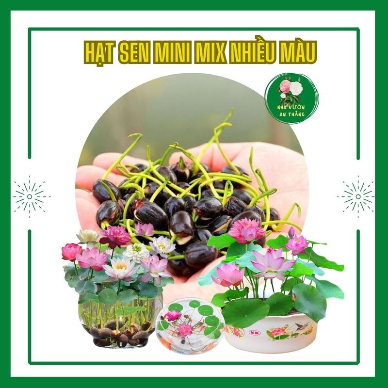 Hạt giống hoa sen mini trồng thủy sinh mix nhiều sắc màu dễ trồng