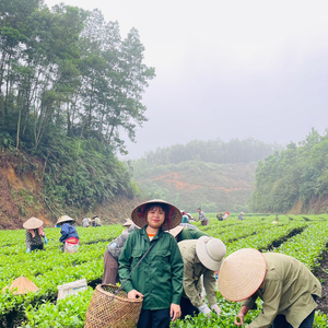 Hiếu Thắm Trà 20