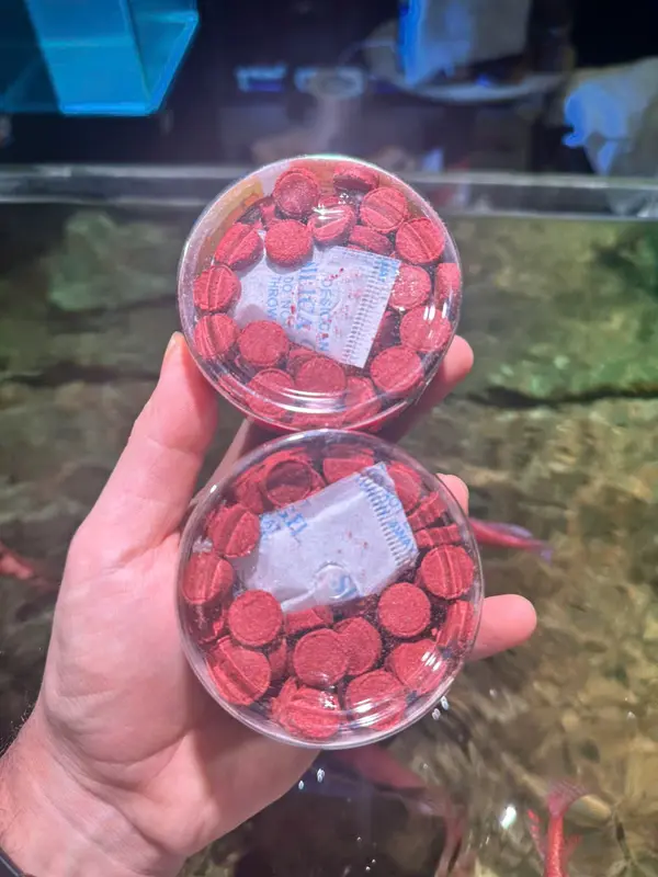Lazy Red Worm  Thức ăn cám trùng huyết sâu đỏ giàu dinh dưỡng đạm cao kích thích cá lên màu tăng size nhanh cho cá cảnh (Viên dán) 4