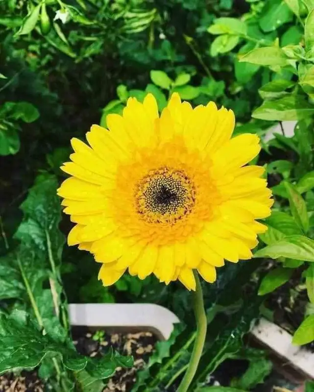 HOA ĐỒNG TIỀN LÙN ( CAO) RỄ TRẦN 1