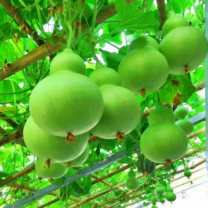 20 Hạt giống bầu hồ lô vừa ăn được vừa làm giàn cho mát gói 20 hạt 0