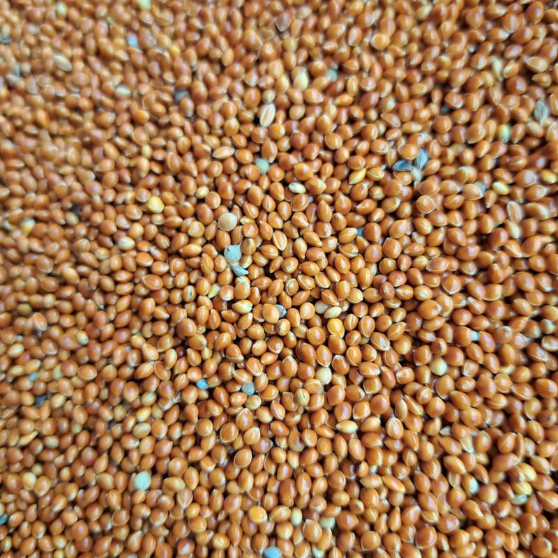 Hạt kê đỏ lớn nhập khẩu, túi 1kg kê tròn bóng mượt dinh dưỡng cho chim cu gáy, hamster và các dòng chim nhỏ