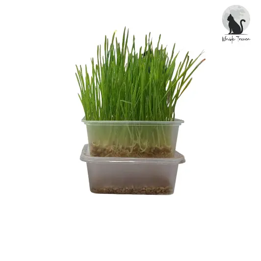 Cat Grass Growing Kit DIY Soil-less Fast Growing Cat Grass Wheat
