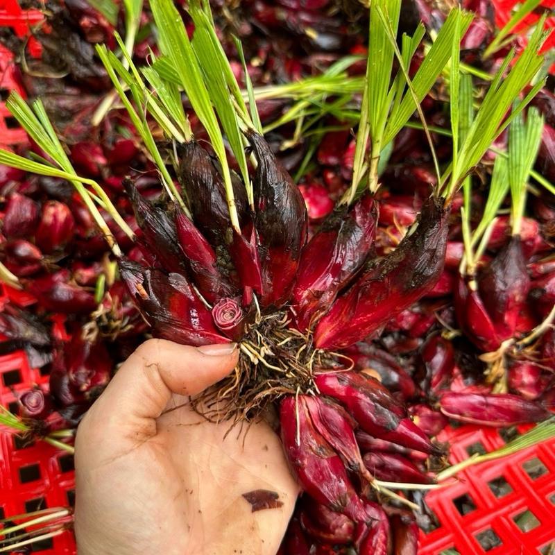 Trà sâm đại hành núi đỏ 1 kg 1