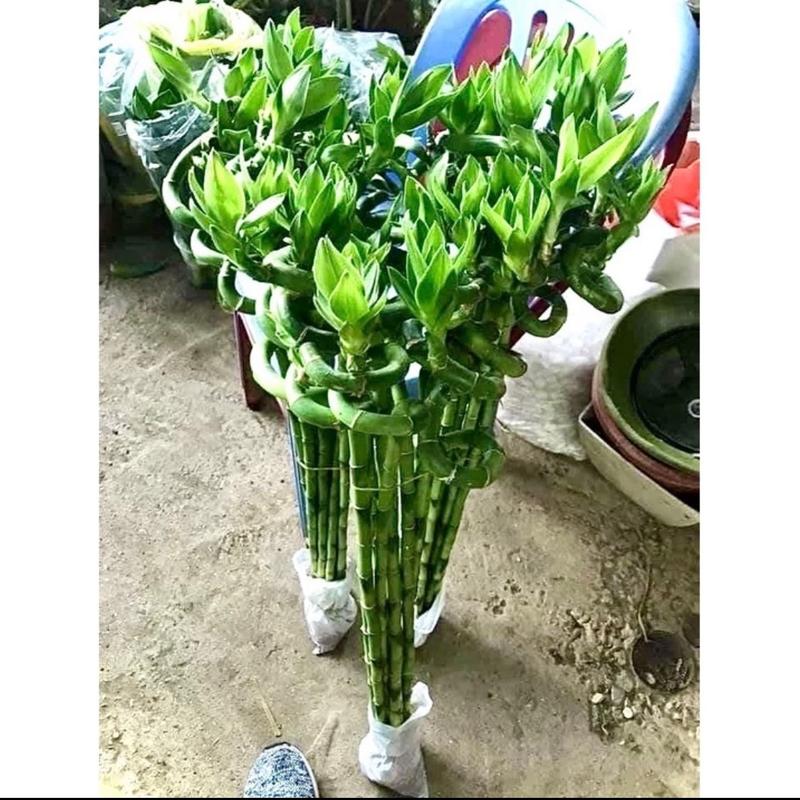 ￼Bó 10 cây phát tài xoắn - Trúc đầu rồng dài 70cm cây phong thuỷ hút tài lộc 1