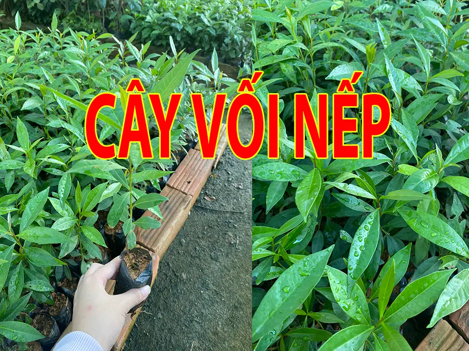 Cây giống Vối Nếp pha nước cực tốt cho sức khoẻ