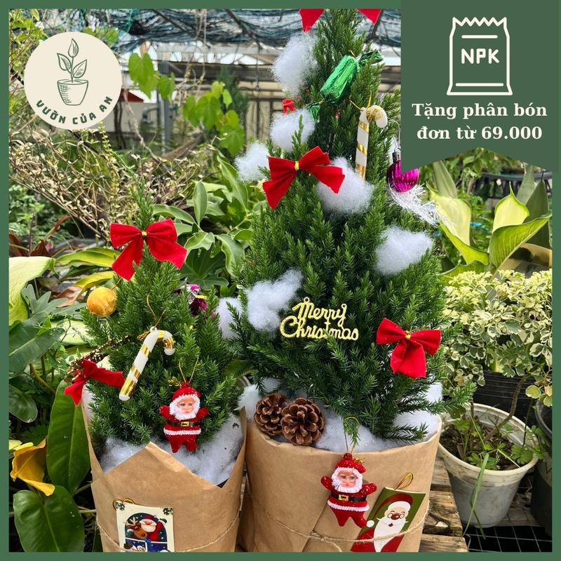 Cây Sơn Tùng trang trí giáng sinh, Noel (cao 30 - 50cm) cây trang trí nhà cửa văn phòng nội thất Vườn Của An Tranh